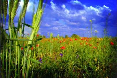 campo