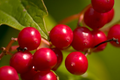 cerezas