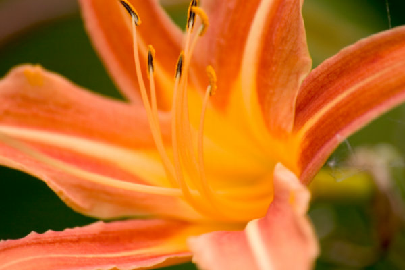 flor-naranja