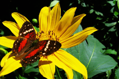 mariposa