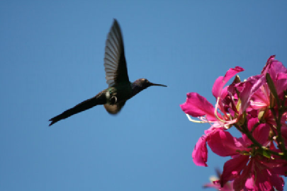 pajaro