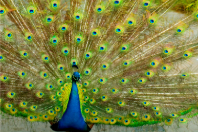 pavo-real